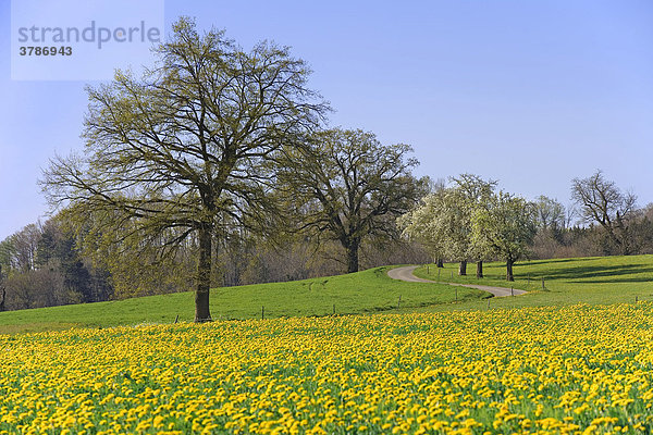 Frühlingslandschaft mit Stieleichen (Quercus robur)  Löwenzahn (Taraxacum officinale) und blühenden Obstbäumen  Kt. Freiburg  Schweiz