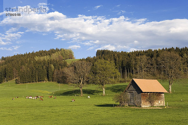 Rinder auf der Weide im Frühling  Sensebezirk  Kanton Freiburg  Schweiz