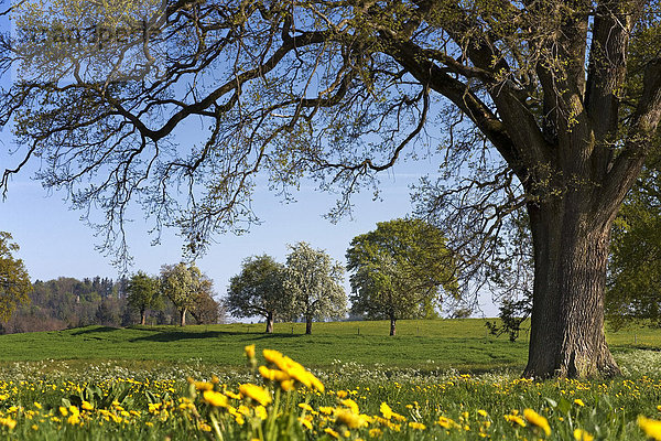 Frühlingslandschaft mit Stieleiche (Quercus robur)  Löwenzahn (Taraxacum officinale) und blühenden Obstbäumen  Kanton Freiburg  Schweiz