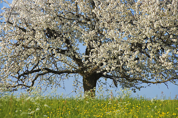 Blühender Kirschbaum (Prunus avium)  Sensebezirk  Schweiz