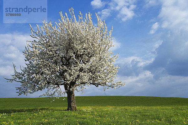 Frühlingslandschaft mit blühendem Kirschbaum (Prunus avium)  Sensebezirk  Kanton Freiburg  Schweiz