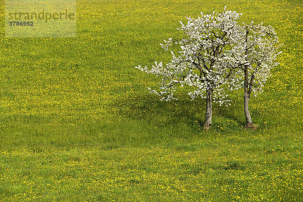 Frühlingslandschaft mit Löwenzahn (Taraxacum officinale) und zwei blühende Kirschbäume (Prunus avium) Schweiz