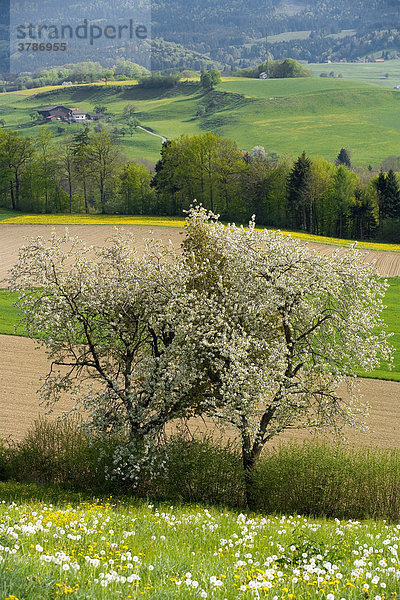Frühlingslandschaft mit blühenden Kirschbäumen (Prunus avium)  Sensebezirk  Kanton Freiburg  Schweiz