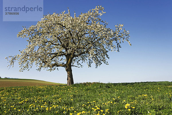 Frühlingslandschaft mit einem einzelnen blühendem Kirschbaum (Prunus avium)  Sensebezirk  Kanton Freiburg  Schweiz