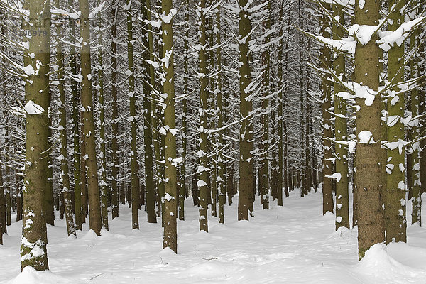 Tief verschneiter Fichtenwald