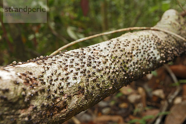 Termiten (Isoptera)  Tanjung Puting National Park  Zentral-Kalimantan  Borneo  Indonesien