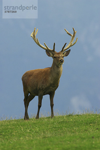 Männlicher Rothirsch (Cervus elaphus)