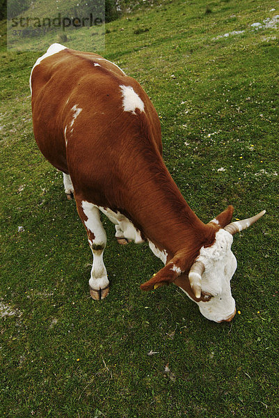 Kuh auf Weide im Salzkammergut  Österreich