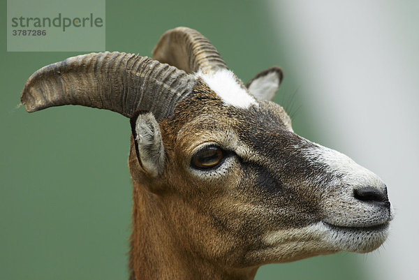 Mufflon Weibchen (ovis ammon musimon)