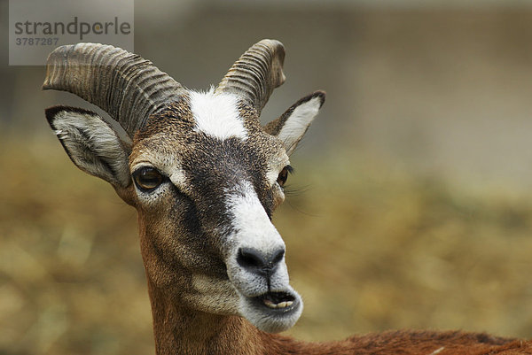 Mufflon Weibchen (ovis ammon musimon)