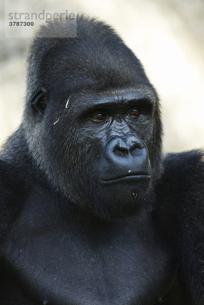 Männchen eines westlichen Flachlandgorillas (Gorilla gorilla gorilla)