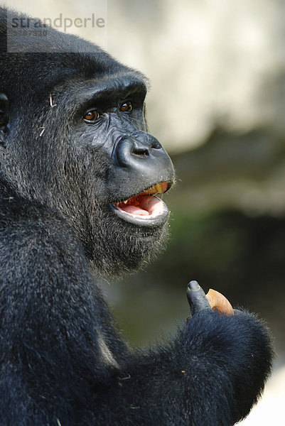 Westlicher Flachlandgorilla (Gorilla gorilla gorilla)  Männchen