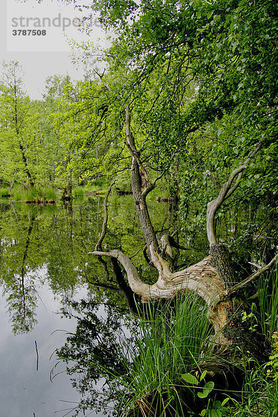 Natürlicher Teich im Teichgebiet der Oberlausitz  Sachsen  Deutschland.
