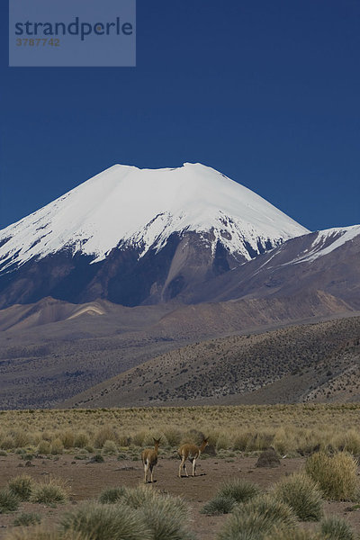 Nevado Parinacota (6362m) mit Vikunjas (Vicugna vicugna)  Nationalpark Sajama  Bolivien