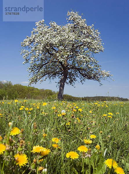 Blühender Apfelbaum (Malus) auf einer Wiese