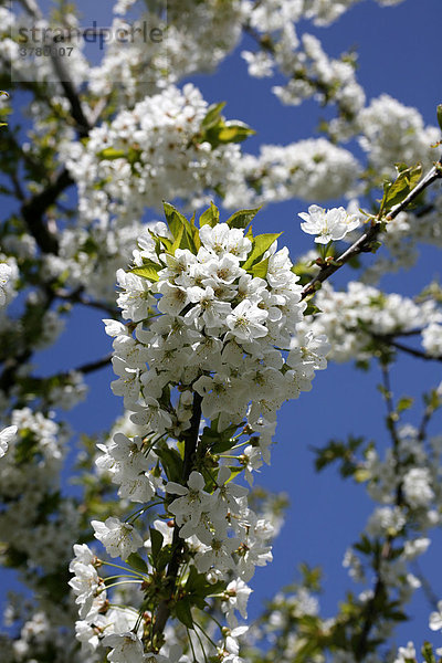 Weiße Obstblüten  Apfelblüte