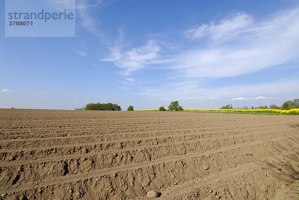 Feld mit Kartoffelanbau