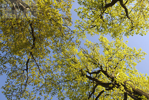 Eichenbäume mit frischen grünen Blättern
