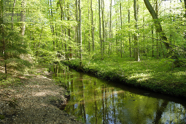 Bach fließt idyllisch durch Frühlingswald