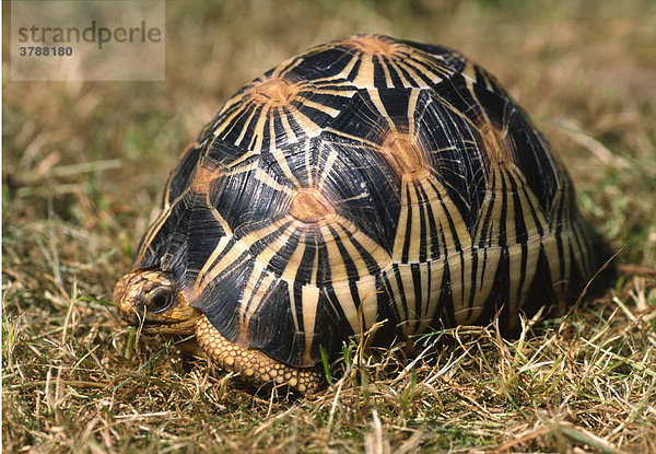 Vom Aussterben bedrohte Madagassische Strahlenschildkröte (Geochelone radiata)