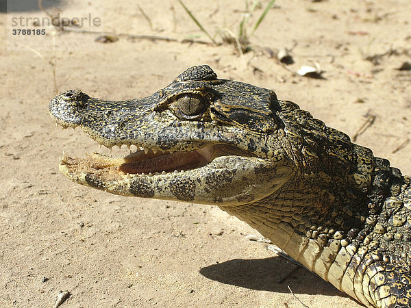 Portrait eines Zwergkaiman (Paleosuchus palpebrosus) am Rio Paraguay  Concepcion  Paraguay