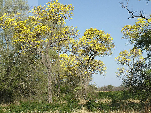 Gelb blühende Paratodobäume (Tabebuia caraiba)  Gran Chaco  Paraguay