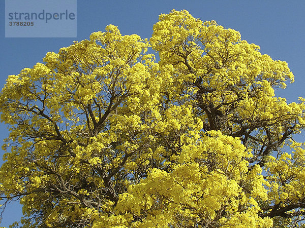 Nahaufnahme der überwältigenden Blütenmenge eines gelb blühenden Paratodobaumes (Tabebuia caraiba)  Gran Chaco  Paraguay