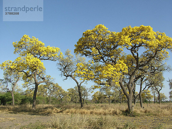 Gelb blühende Paratodobäume (Tabebuia caraiba) auf trockenem Gras zeigen das bevorstehende Ende der Trockenzeit an  Gran Chaco  Paraguay