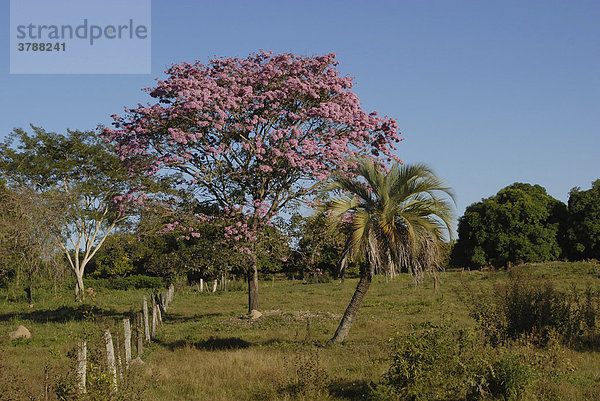 Rosa blühender Lebens- oder Inkabaum (Tabebuia heptaphylla)  Paraguay