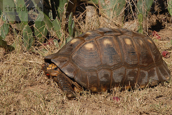 Köhlerschildkröte (Geochelone carbonaria)  Gran Chaco  Paraguay