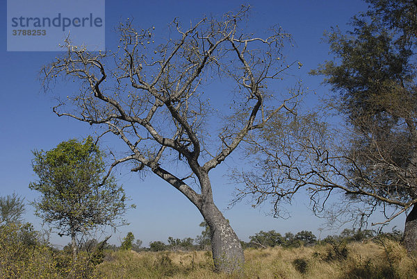 Winterlicher Flaschenbaum (Chorisia insignis)  Gran Chaco  Paraguay