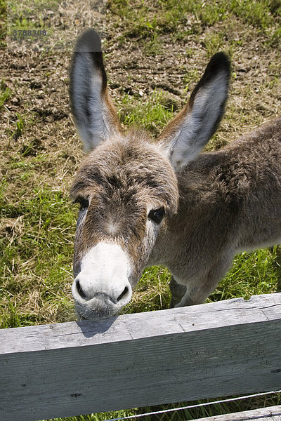 Esel-Fohlen  Equus asinus  Deutschland