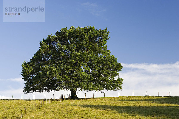 Eiche  Quercus robur  Oberbayern  Deutschland