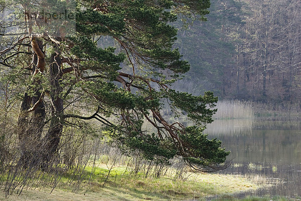 Kiefer  Föhre  Pinus sylvestris  an See-Ufer  Osterseen  Oberbayern  Deutschland