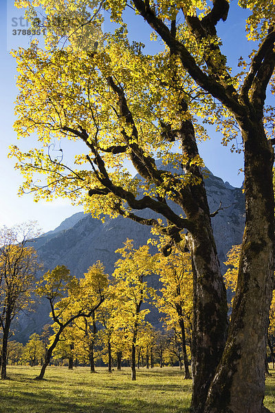 Großer Ahornboden  Bergahorn  Acer pseudoplatanus  Herbstfärbung in der Eng  Österreich