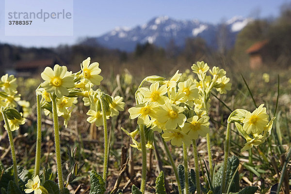 Hohe Schlüsselblumen  Primula elatior  Alpenvorland  Bayern  Deutschland