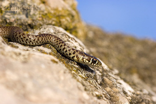 Balkanzornnatter hierophis gemonensis coluber