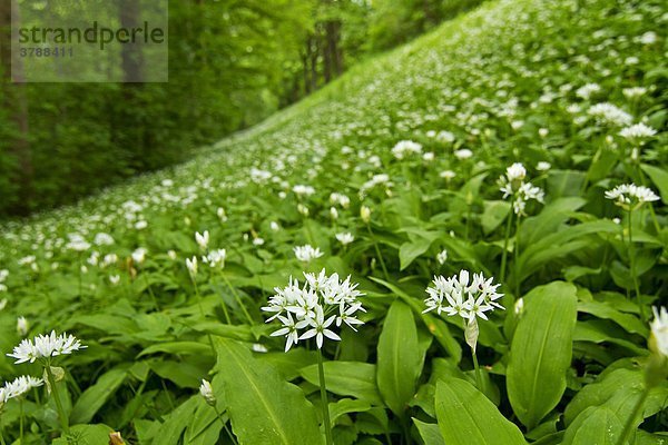 Feld mit Bärlauch (Allium ursinum)