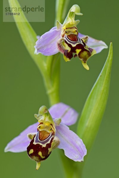 Bienen-Ragwurz (Ophrys apifera)  close-up