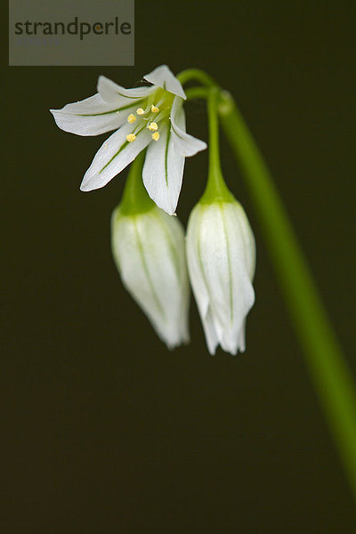 Glöckchen-Lauch (Allium triquetrum)  close-up