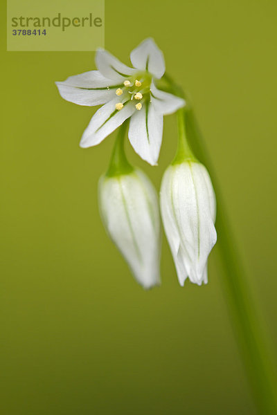 Glöckchen-Lauch (Allium triquetrum)  close-up