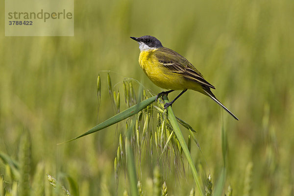 Gelber Singvogel hockt auf einer Haferpflanze