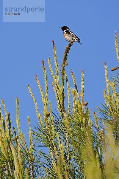 Schwarzkehlchen (Saxicola torquata) hockt auf einem Ast