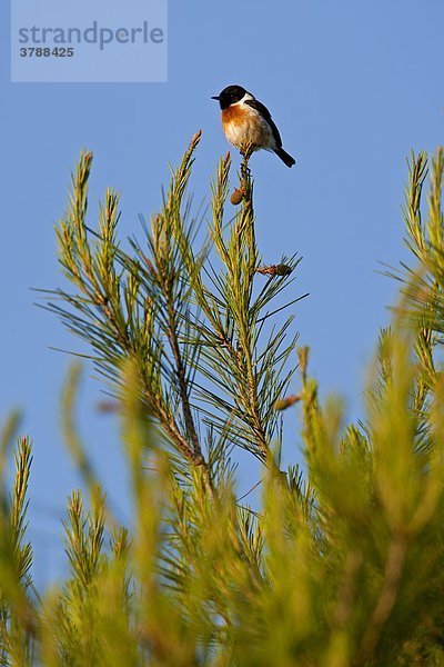 Schwarzkehlchen (Saxicola torquata) hockt auf einem Ast