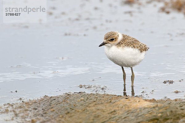 Seeregenpfeifer (Charadrius alexandrinus) steht im Wasser