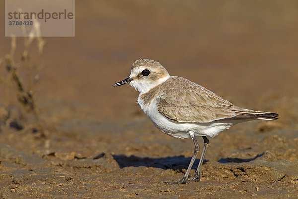 Seeregenpfeifer (Charadrius alexandrinus) steht im Schlamm