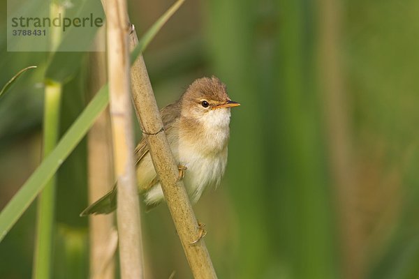 Teichrohrsänger (Acrocephalus scirpaceus) hockt auf einem Stängel