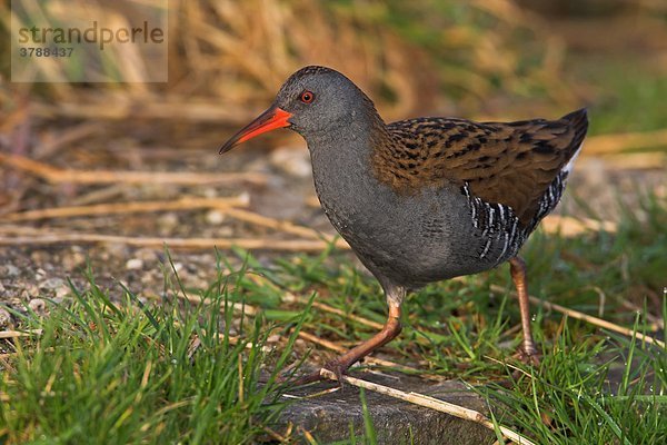 Gehende Wasserralle (Rallus aquaticus)