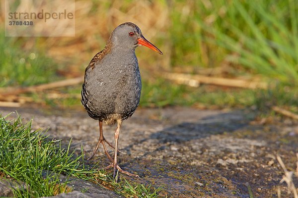 Gehende Wasserralle (Rallus aquaticus)