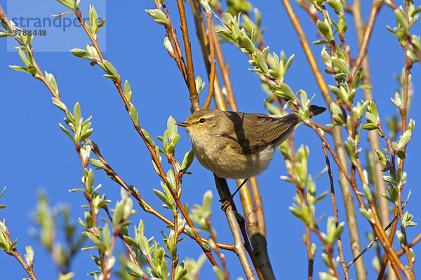 Fitis (Phylloscopus trochilus) hockt auf einem Ast